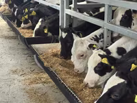 Byk, Simmental cattle — zdjęcie 2