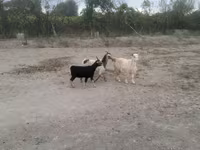 Kozy (partia, płeć nieokreślona), Kozy — zdjęcie 3