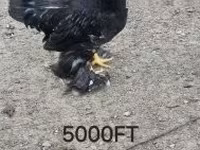 Chickens — sawirka 4