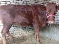 Mucca, Bovini — foto 4