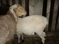 Montone, Pecore — foto 1
