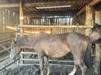 Koń, Horse breed — zdjęcie 4