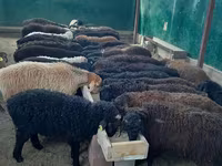 قوچ, گوسفند — عکس 1