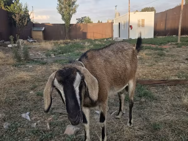 Echki, Nubian Goat — Qirgʻiziston