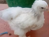 Brahma — foto 4