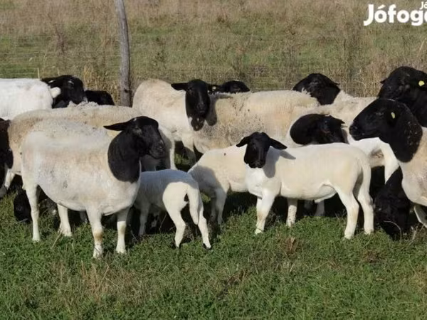 암양, Dorper sheep
