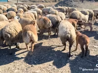 میش, گوسفند — عکس 3