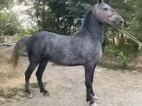 مادیان, اسب — عکس 5