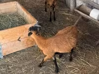 قوچ, Cameroon sheep — عکس 7