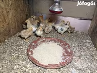 Chickens — foto 1