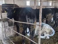 Bull, Belgian Blue — photo 7