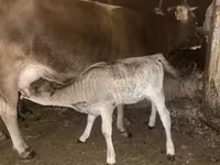 Kuh, Rinder — Foto 3