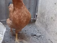 Chickens — عکس 2