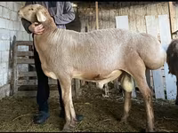 Widder, Hissar sheep — Foto 3
