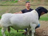 Pecore (lotto, sesso non specificato), Dorper sheep — foto 2