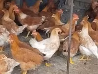 Chickens — 사진 1