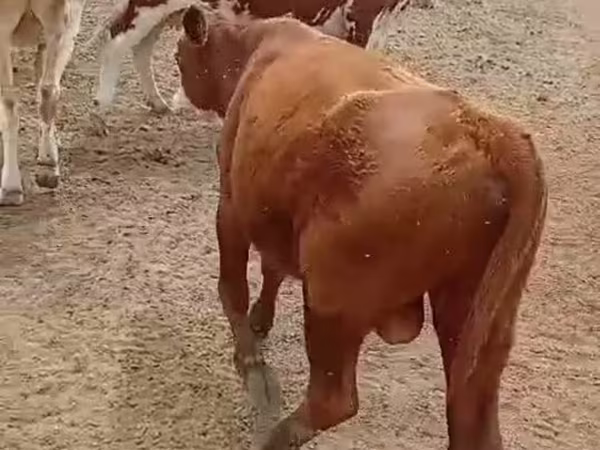 सांड, मवेशी
