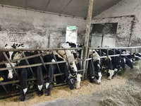 Bou, Russian Black pied cattle — foto 3