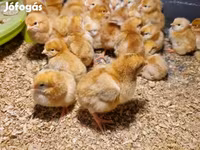 Chickens — 사진 1