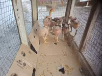 Chickens — 사진 1