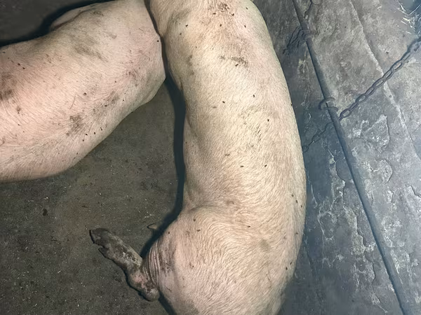 Vier, Porci