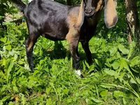 แพะตัวเมีย, Nubian Goat — รูปภาพ 3