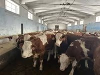 Bulle, Simmental cattle — Foto 5