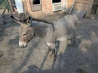 公马, Horses — 照片 2
