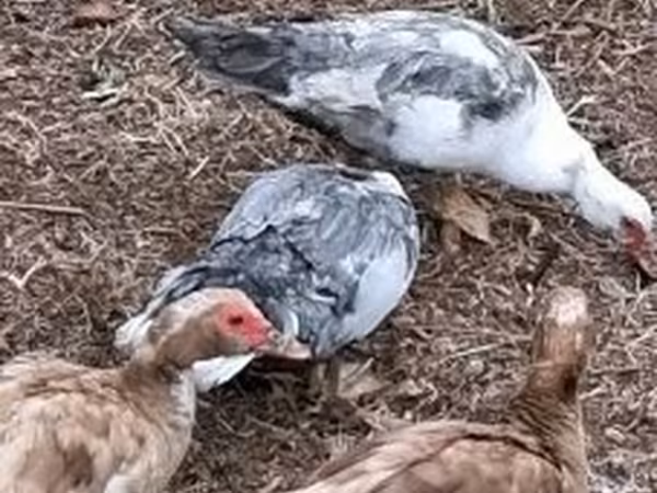Ducks