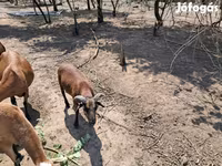 Widder, Cameroon sheep — Foto 3