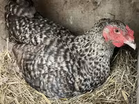 Chickens — عکس 1