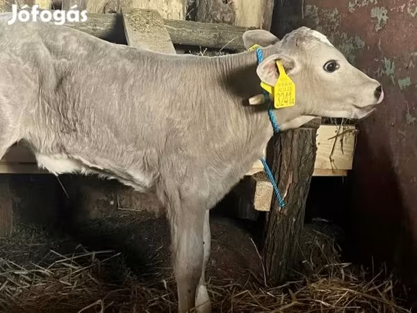 Ko, Charolais cattle