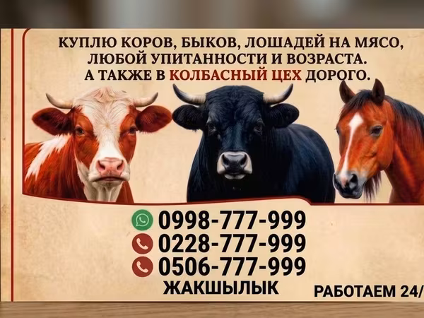 Byk, Bydło