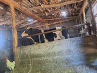 گاو نر, Simmental cattle — عکس 3