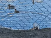 Domestic Muscovy — φωτογραφία 5