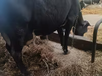 Ko, Simmental cattle — foto 3