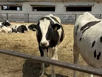 Vaca, Raza Holstein — foto 2