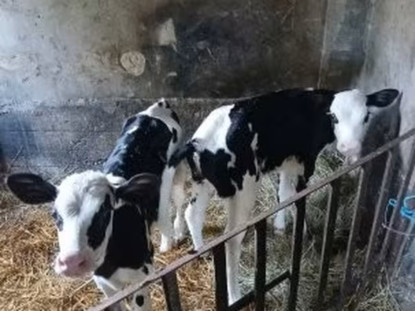 Cow, Russian Black pied cattle — Hungary