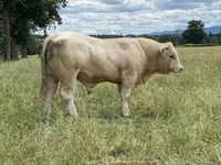 ወንድ በሬ, Charolais cattle — ፎቶ 1