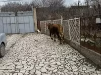 암소, Simmental cattle — 사진 3
