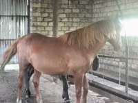 Kůň, Kustanai horse — foto 5