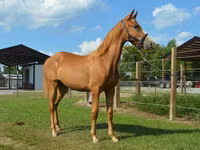 Klisna, Rocky Mountain Horse — foto 4
