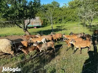 양(암수 미지정, 묶음), Cameroon sheep — 사진 6