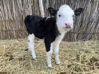 Үнээ, Latvian Blue cattle — 3 зураг