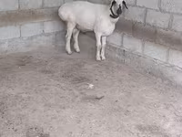 قوچ, Edilbay sheep — عکس 3