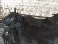 قوچ, گوسفند — عکس 1
