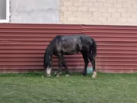 Faras, Azerbaijan horse — sawirka 2