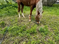 ፈረስ, Horses — ፎቶ 3
