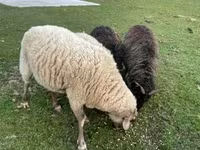 Baran, Merino sheep — zdjęcie 1