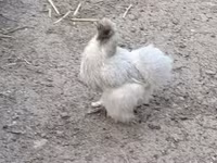 Dänische Henne — Foto 3